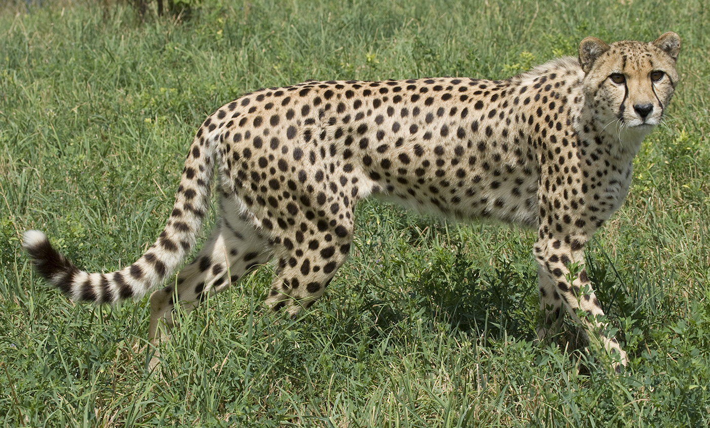 Cheetah | Smithsonian's National Zoo