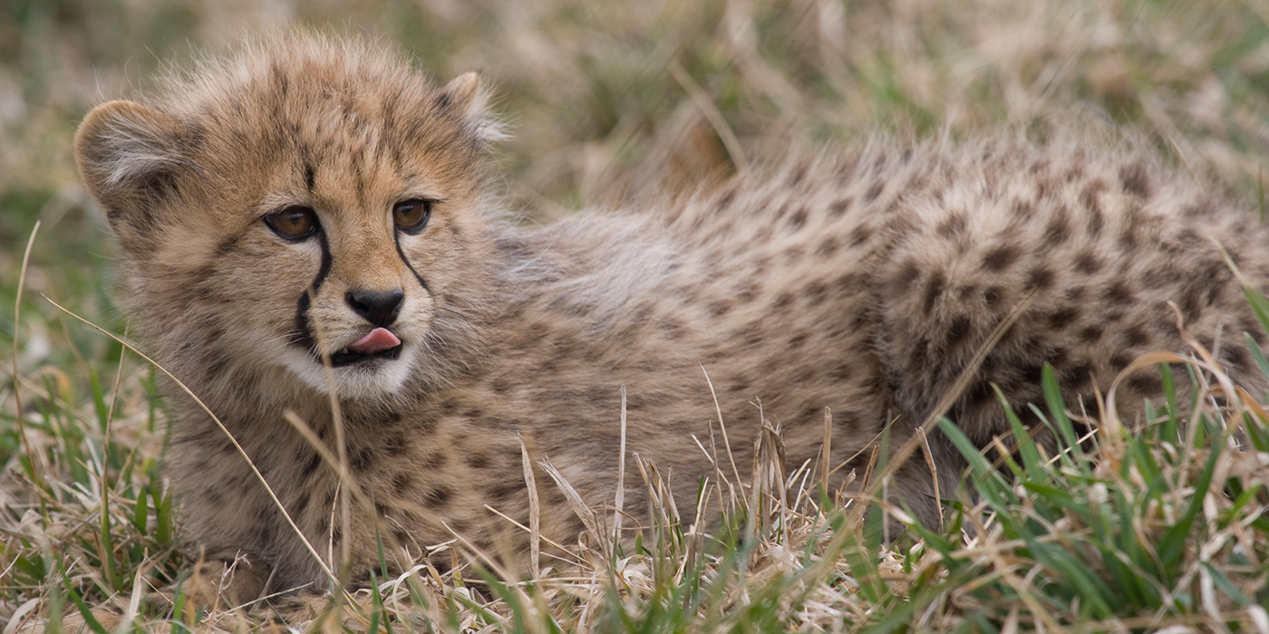 Lion and Cheetah Genetic Health in Kenya | Smithsonian's National Zoo