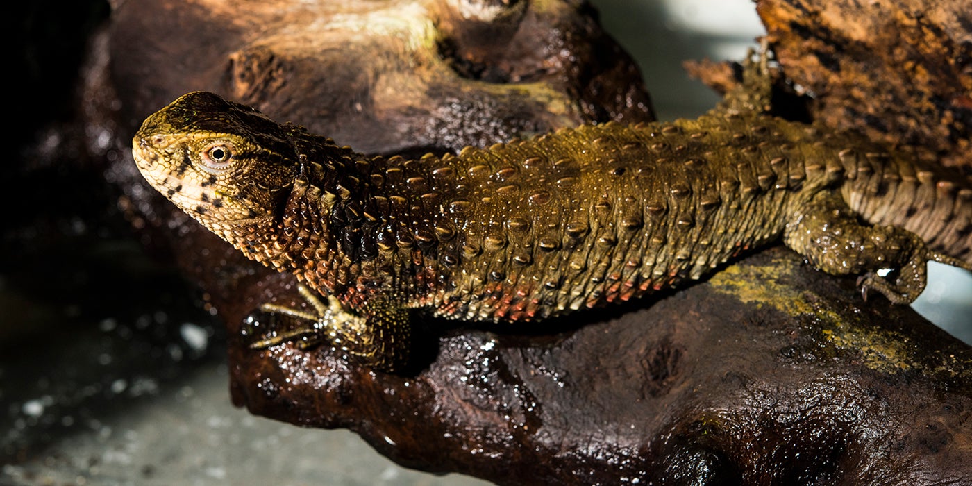 Chinese crocodile lizard | Smithsonian's National Zoo
