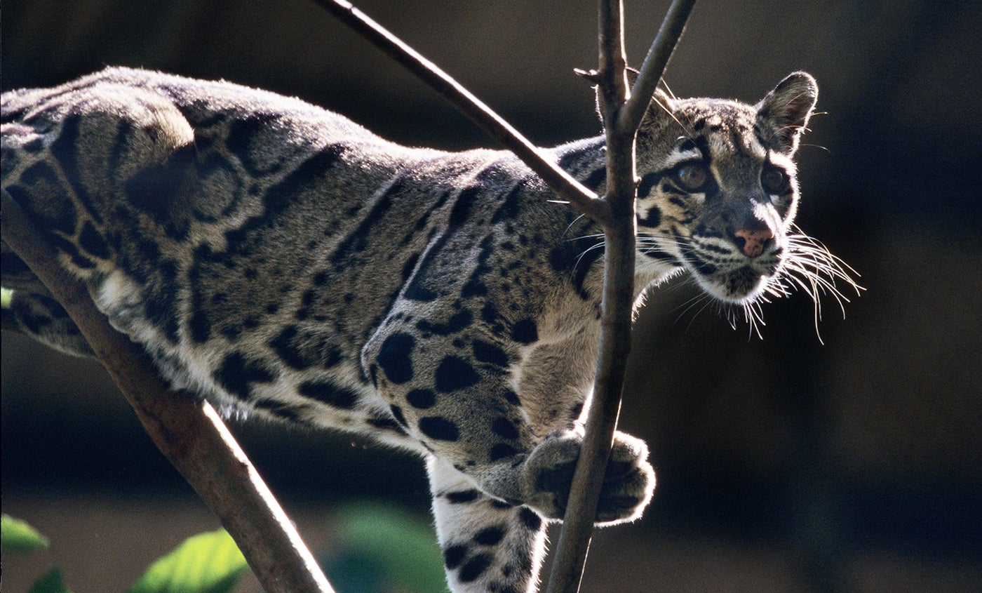 Clouded leopard in a tree