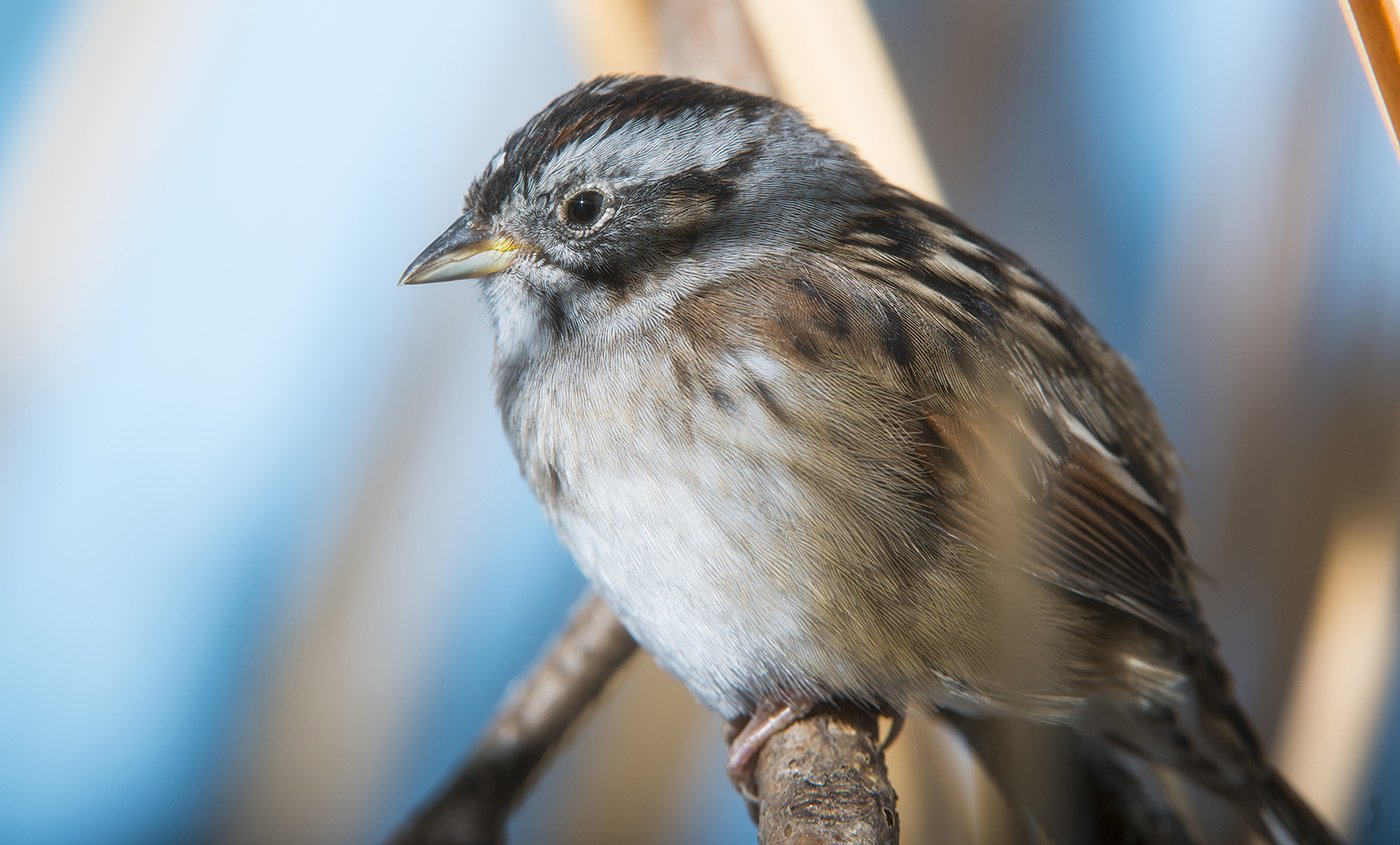 Southern swamp sparrow | Smithsonian's National Zoo