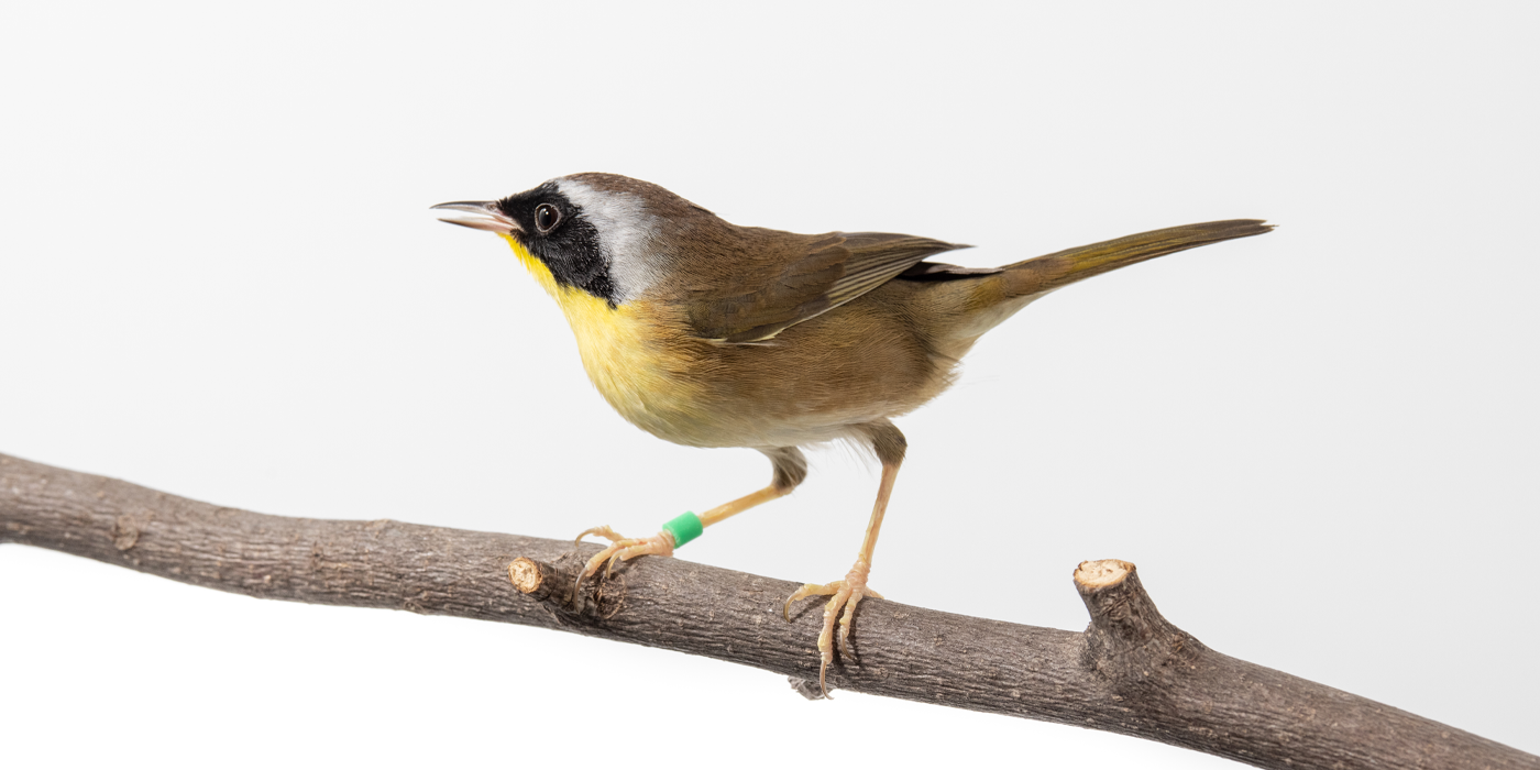 Common Yellowthroat Smithsonian s National Zoo