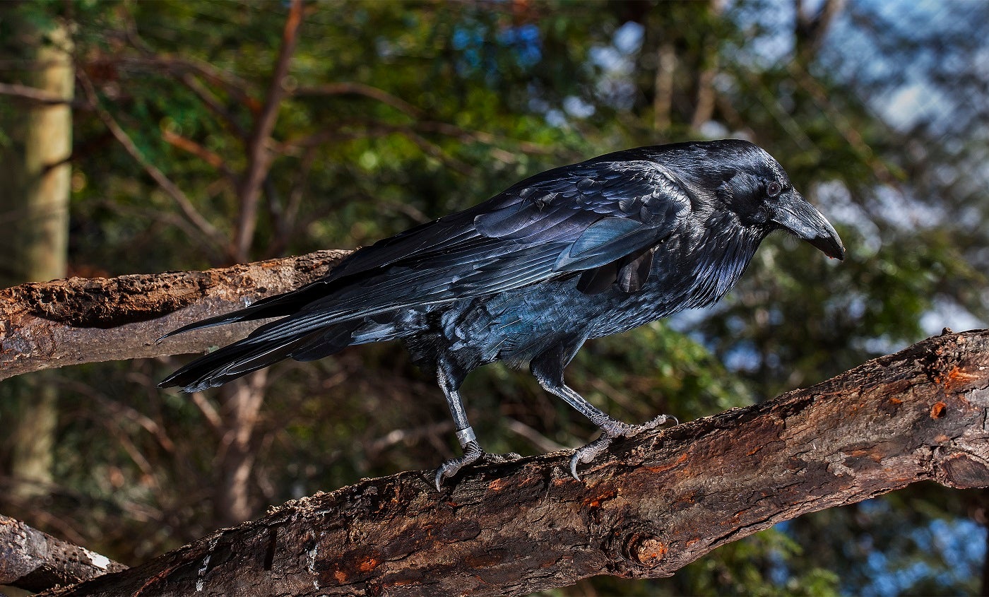 Common raven | Smithsonian's National Zoo