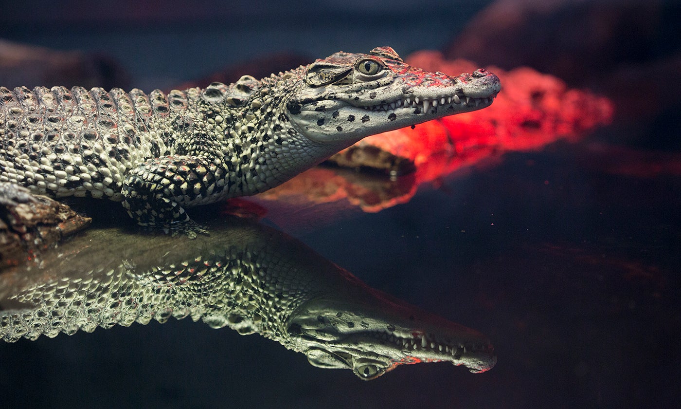 Cuban crocodile | Smithsonian's National Zoo