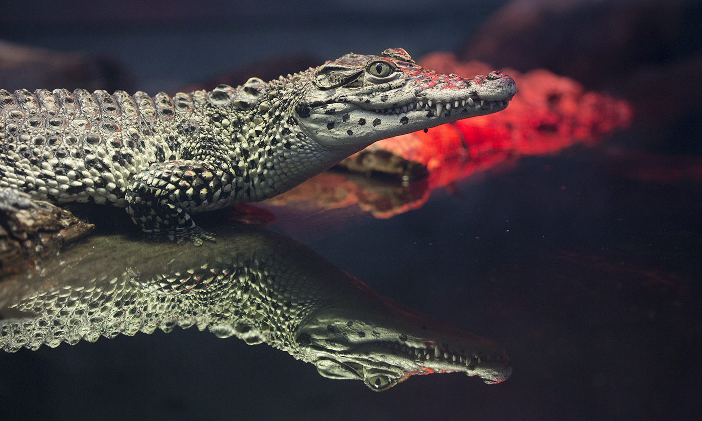 Cuban crocodile  Smithsonian's National Zoo