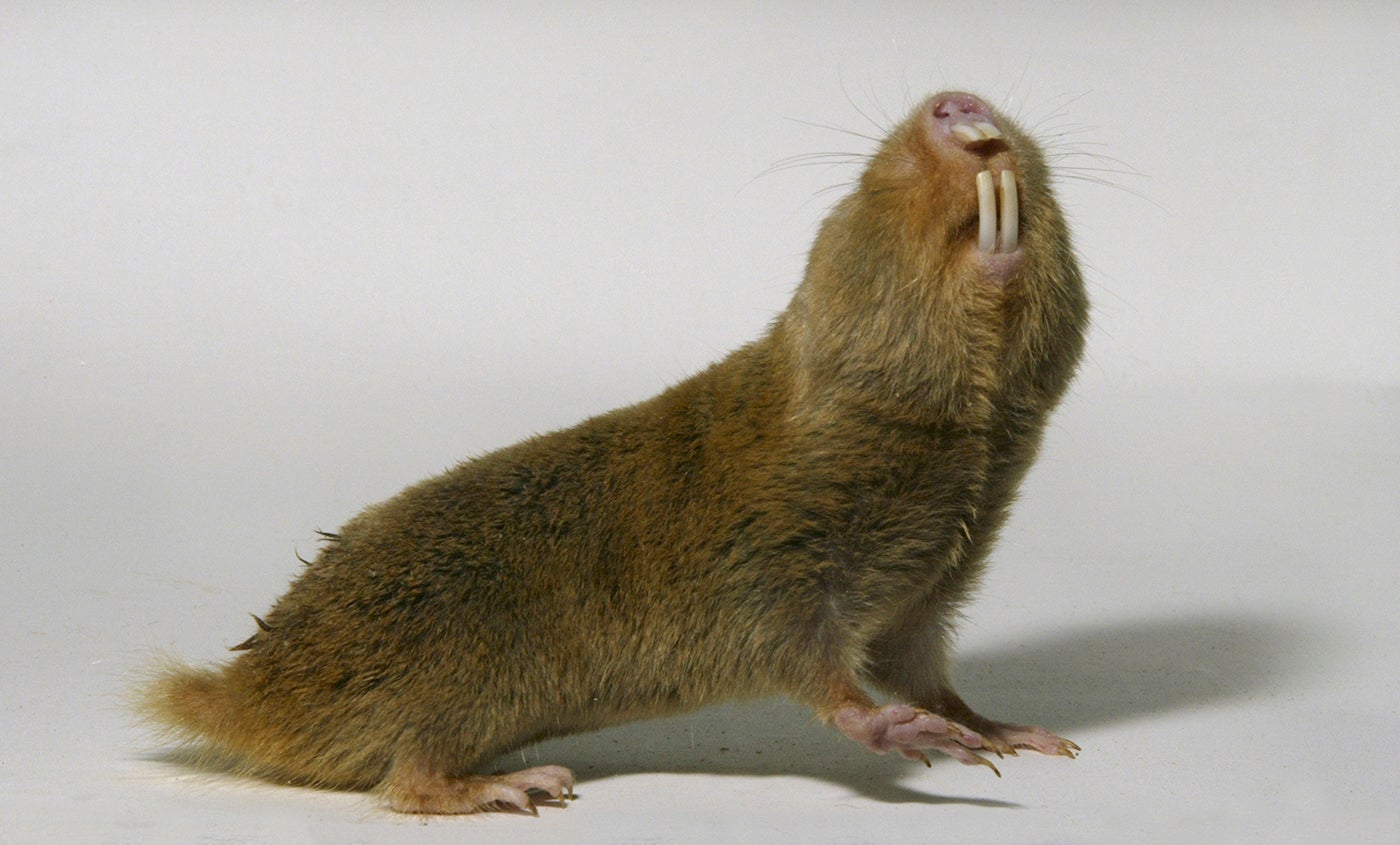 Damaraland mole rat | Smithsonian's National Zoo