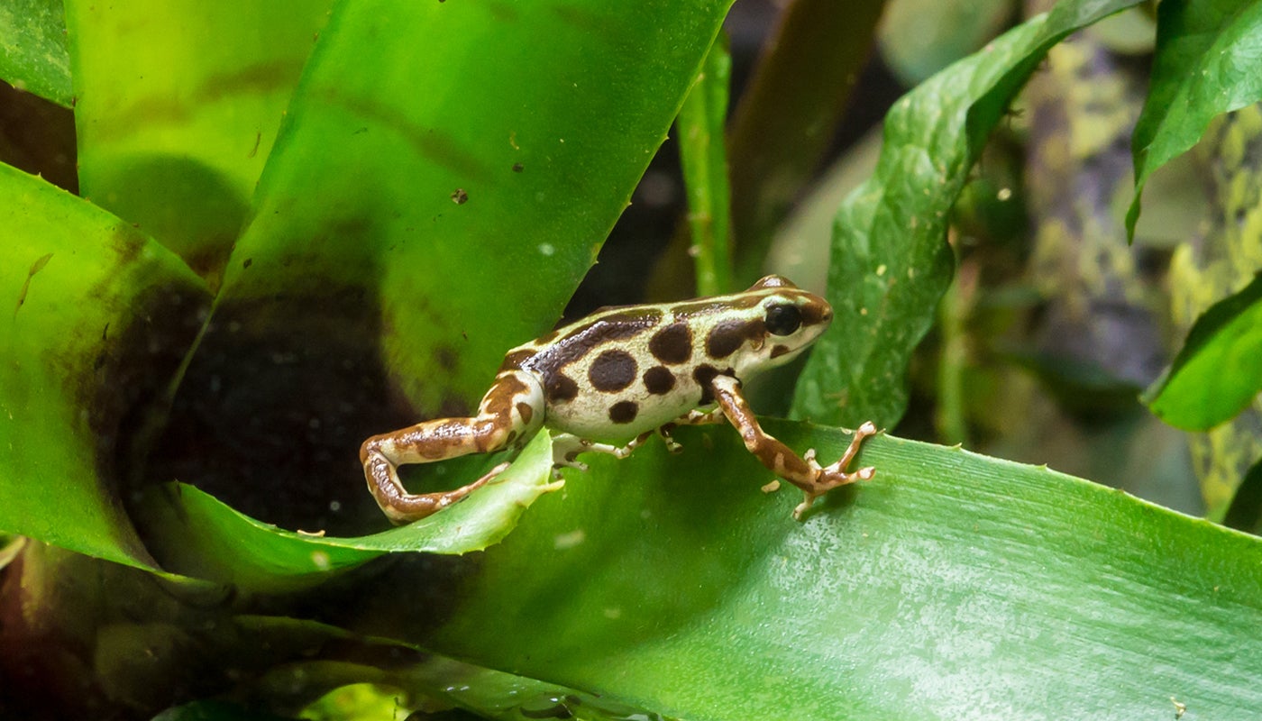 Poison frogs | Smithsonian's National Zoo