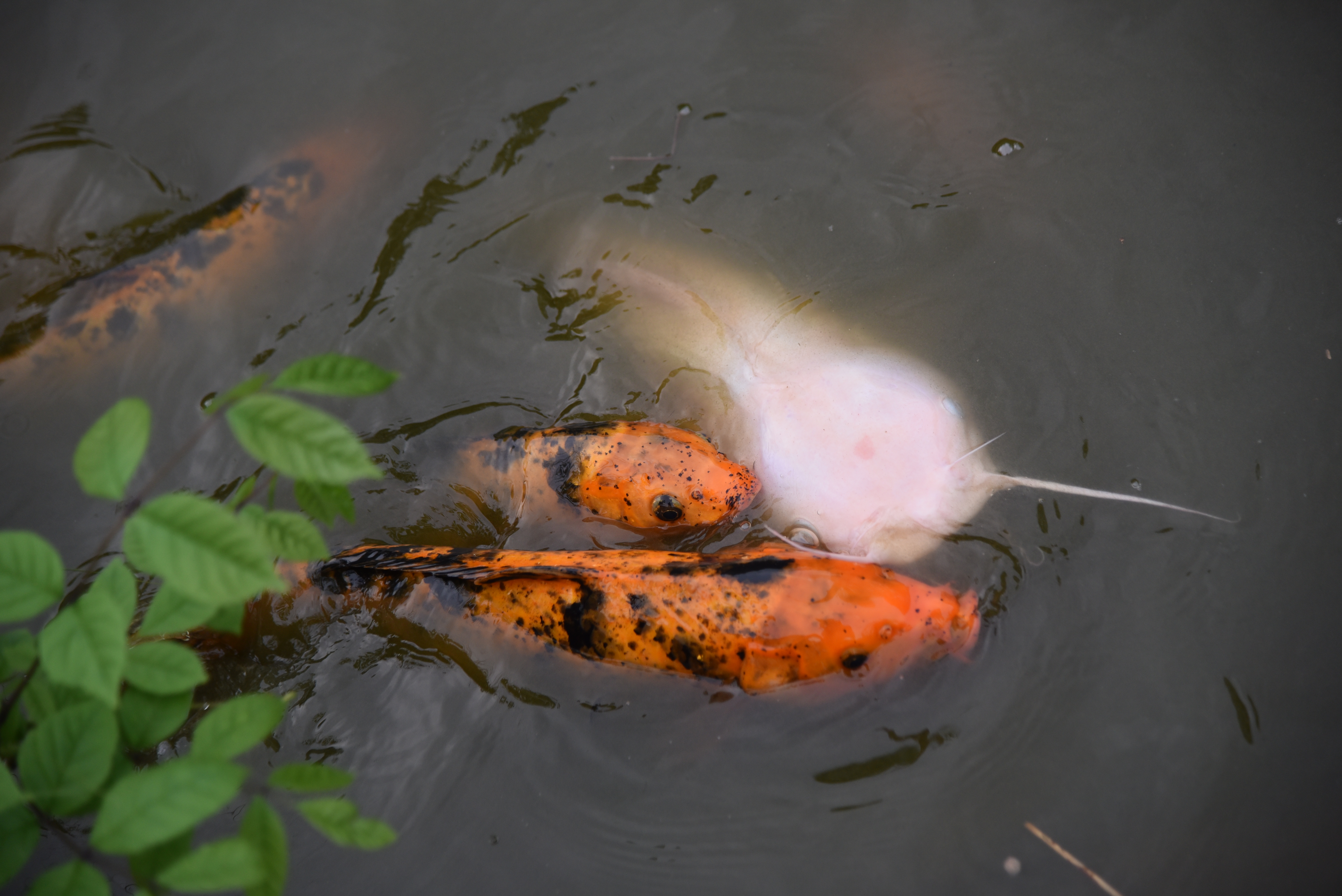 Kohaku Koi: The Popular Fish in the Pond - Aquascape, Inc.