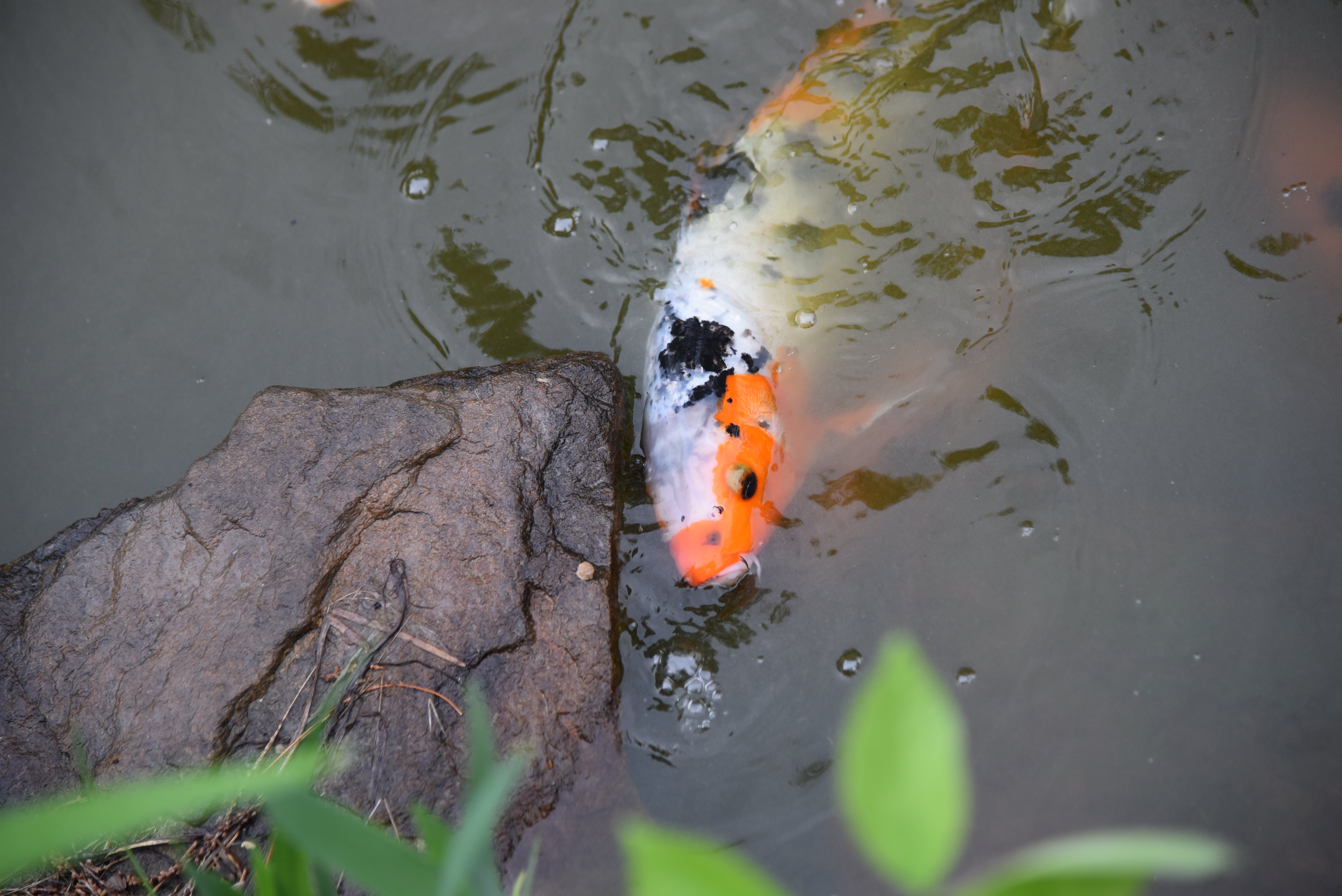 Koi fish in a pond