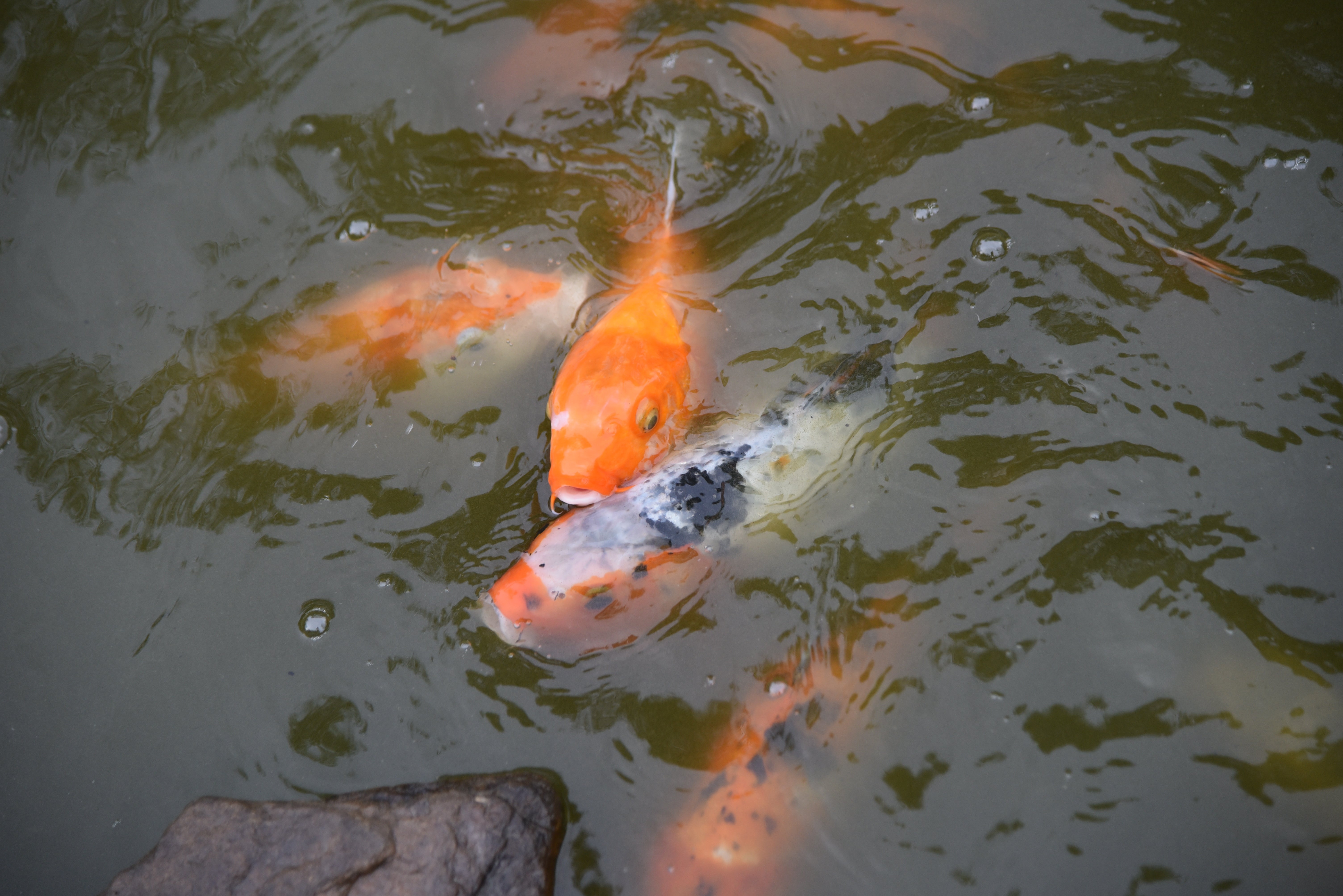 Japanese koi  Smithsonian's National Zoo and Conservation Biology Institute