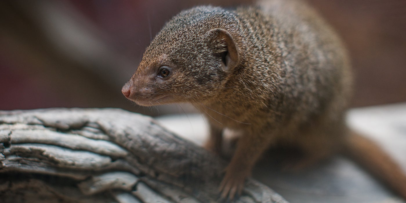 Dwarf mongoose | Smithsonian's National Zoo