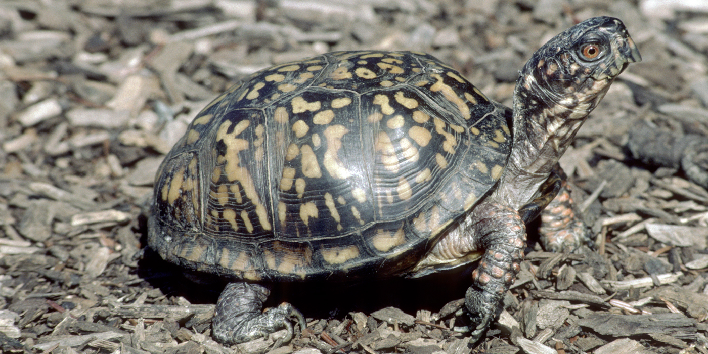 Are Eastern Box Turtles Endangered  