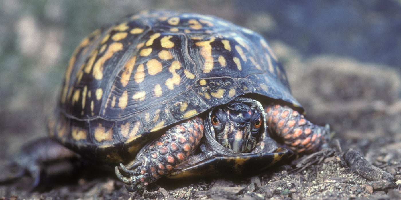 Eastern box turtle | Smithsonian's National Zoo