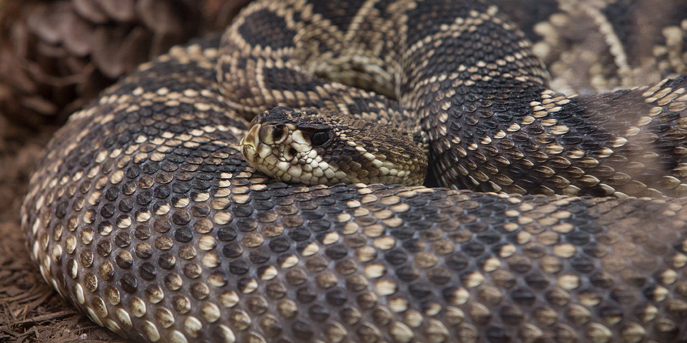 diamondback rattlesnake tail