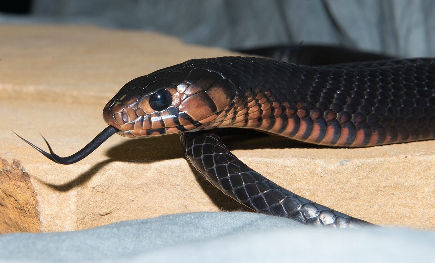 Eastern Indigo Snake Smithsonian S National Zoo