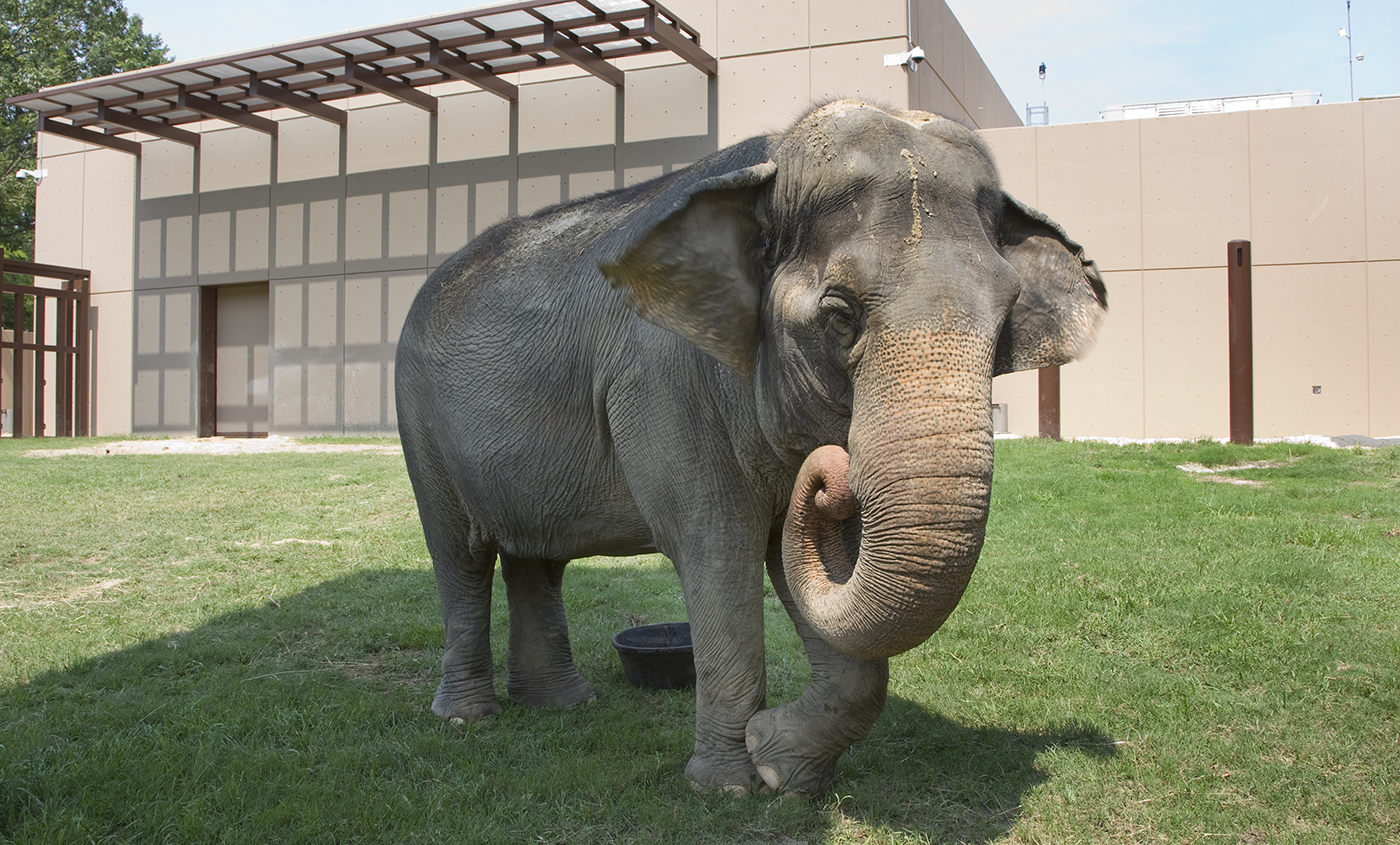 Asian elephant  Smithsonian's National Zoo and Conservation Biology  Institute