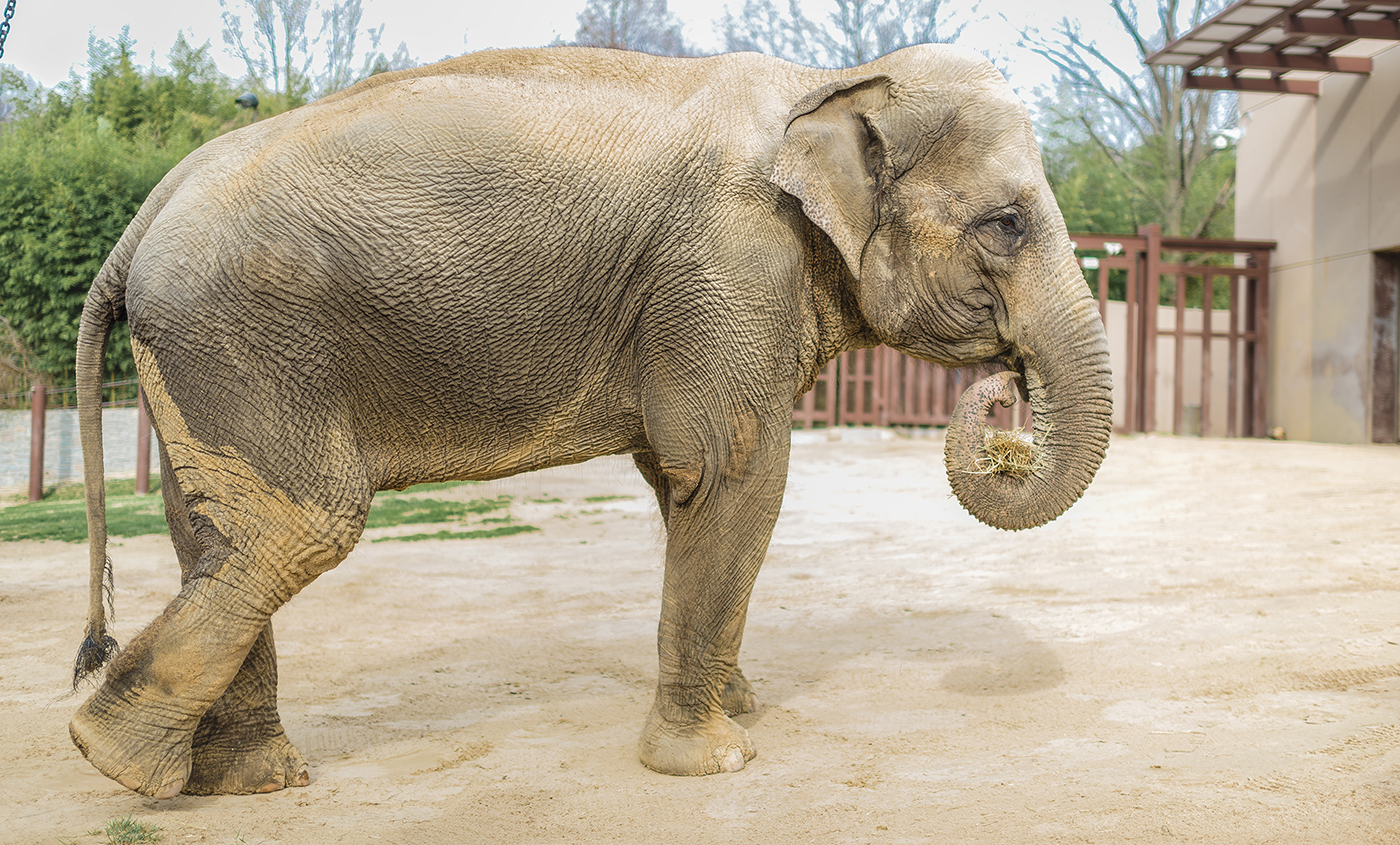 Asian elephant | Smithsonian's National Zoo