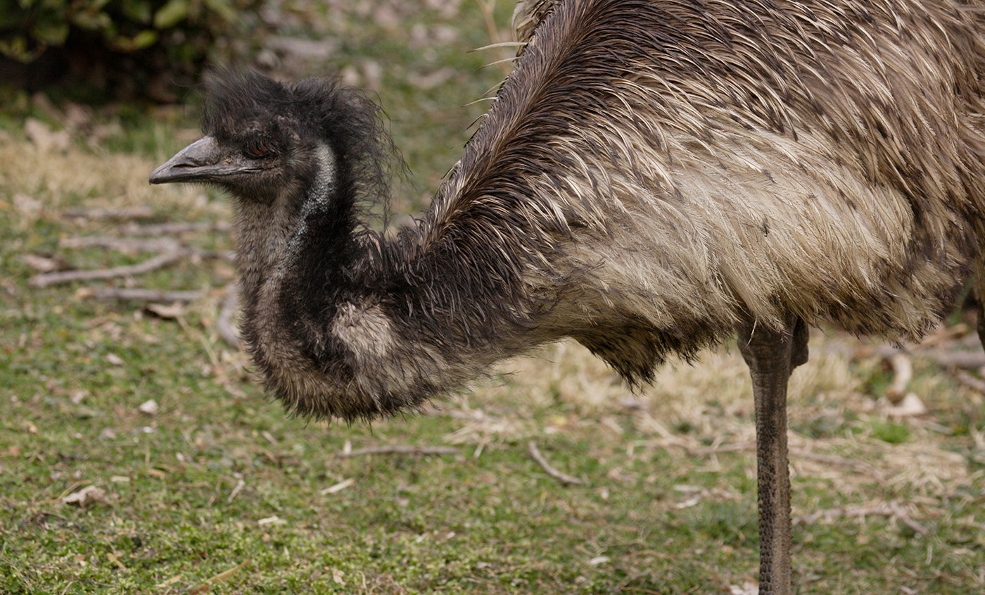 Emu | Smithsonian's National Zoo