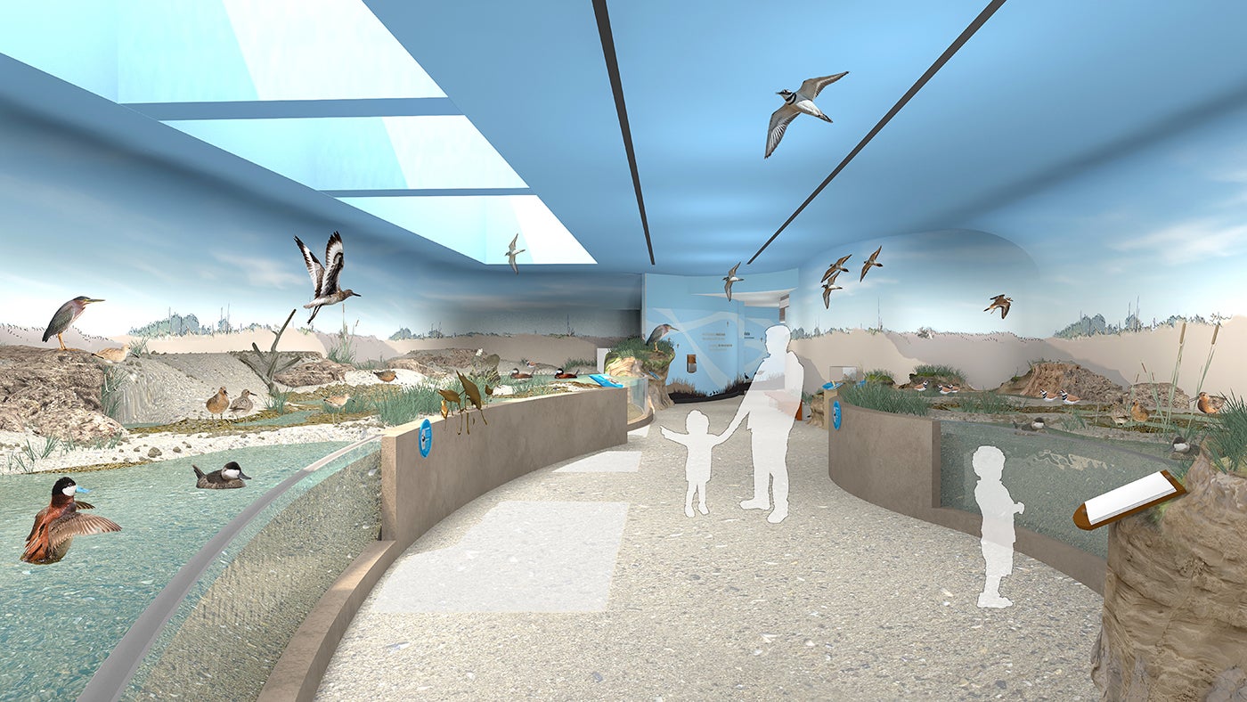 Experience Migration exhibit rendering of the Shorebird Aviary: Delaware Bay, featuring a pathway surrounded by exhibitry