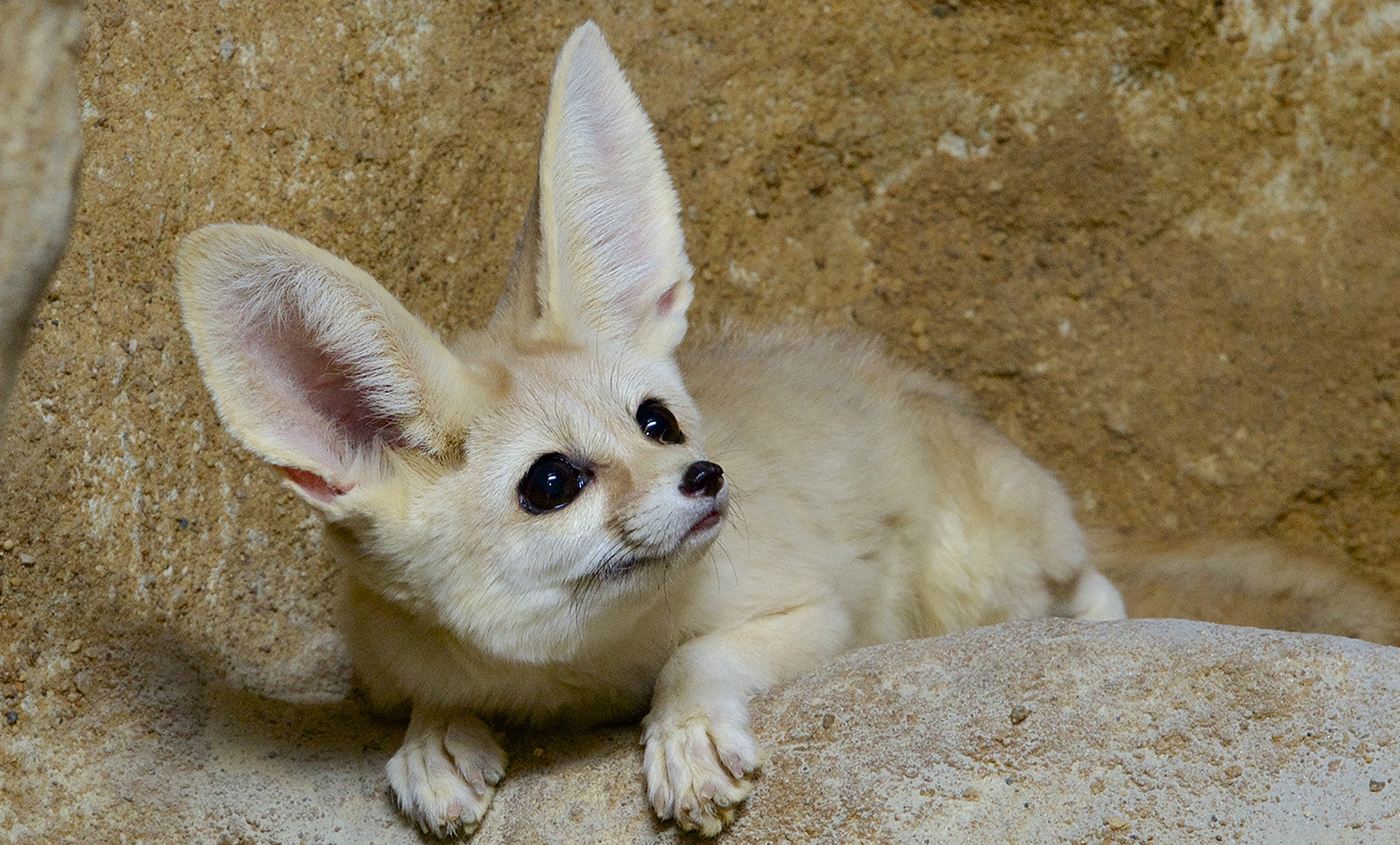 How to Care for Fennec Foxes Smithsonian's National Zoo