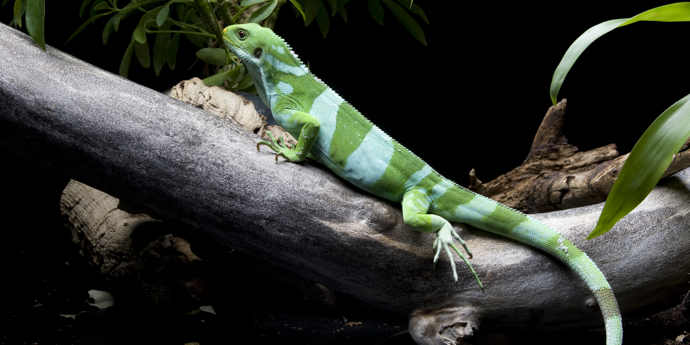 Fiji banded iguana | Smithsonian's National Zoo