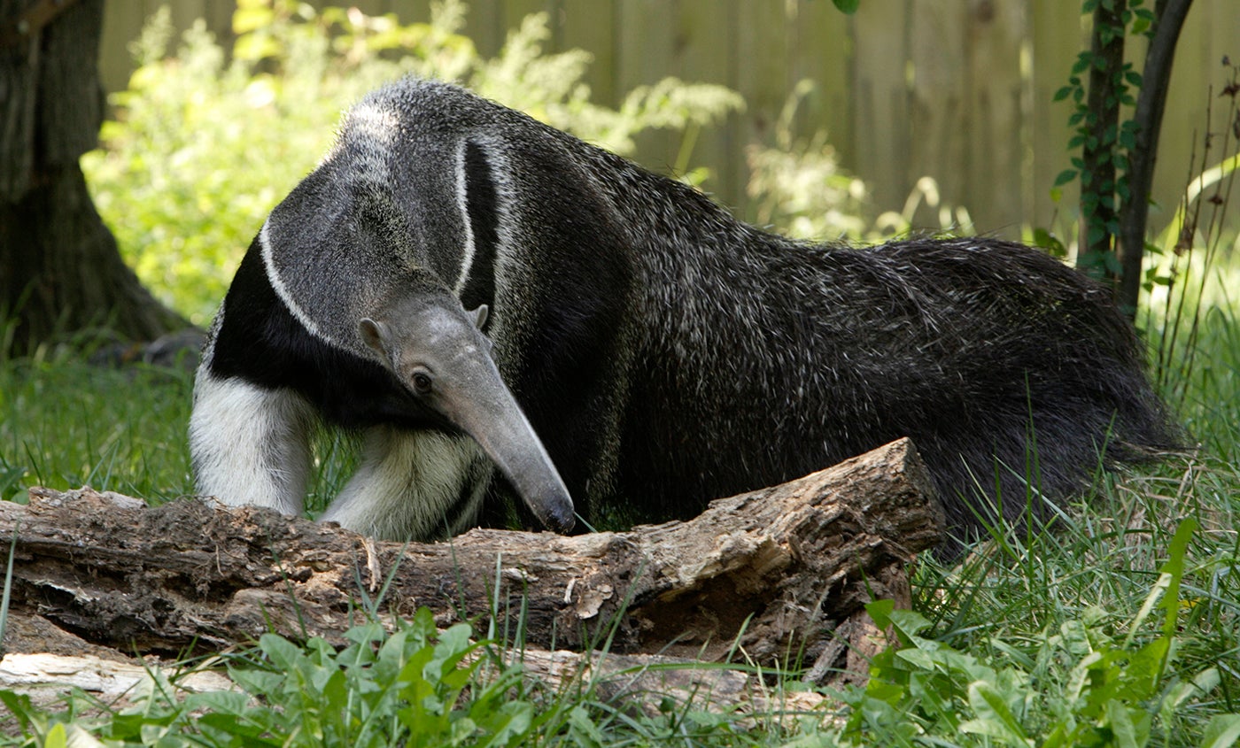 Giant anteater | Smithsonian's National Zoo