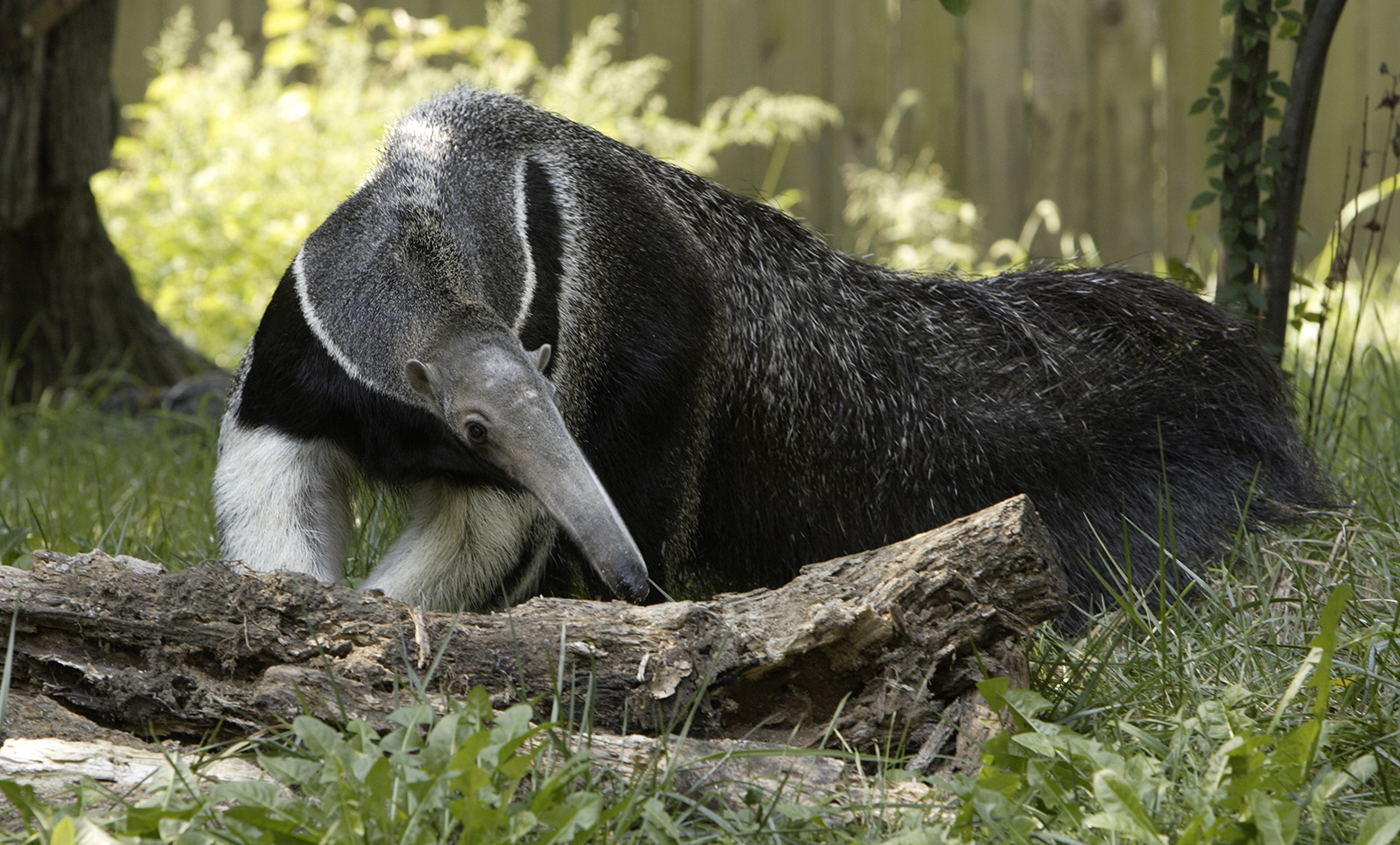 Where do anteaters live? Depends on how you define 'anteater