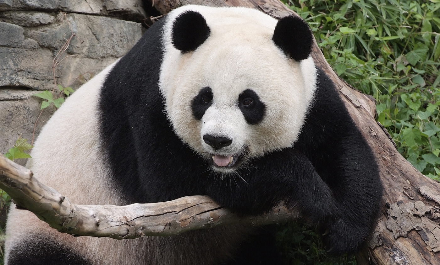 Giant panda  Smithsonian's National Zoo and Conservation Biology Institute