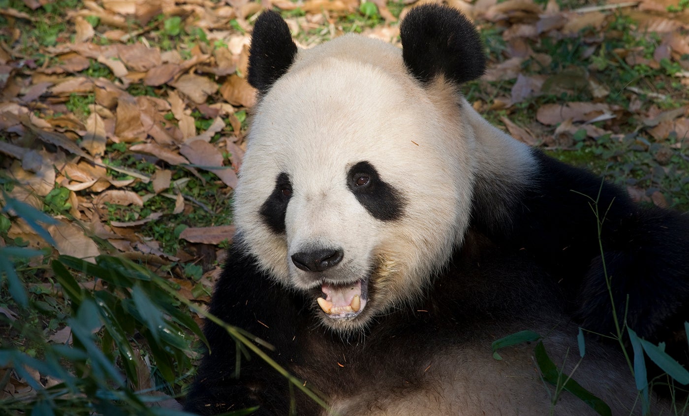 Giant panda | Smithsonian's National Zoo