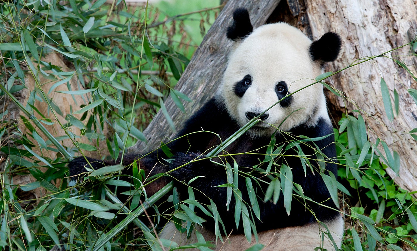 Giant panda | Smithsonian's National Zoo