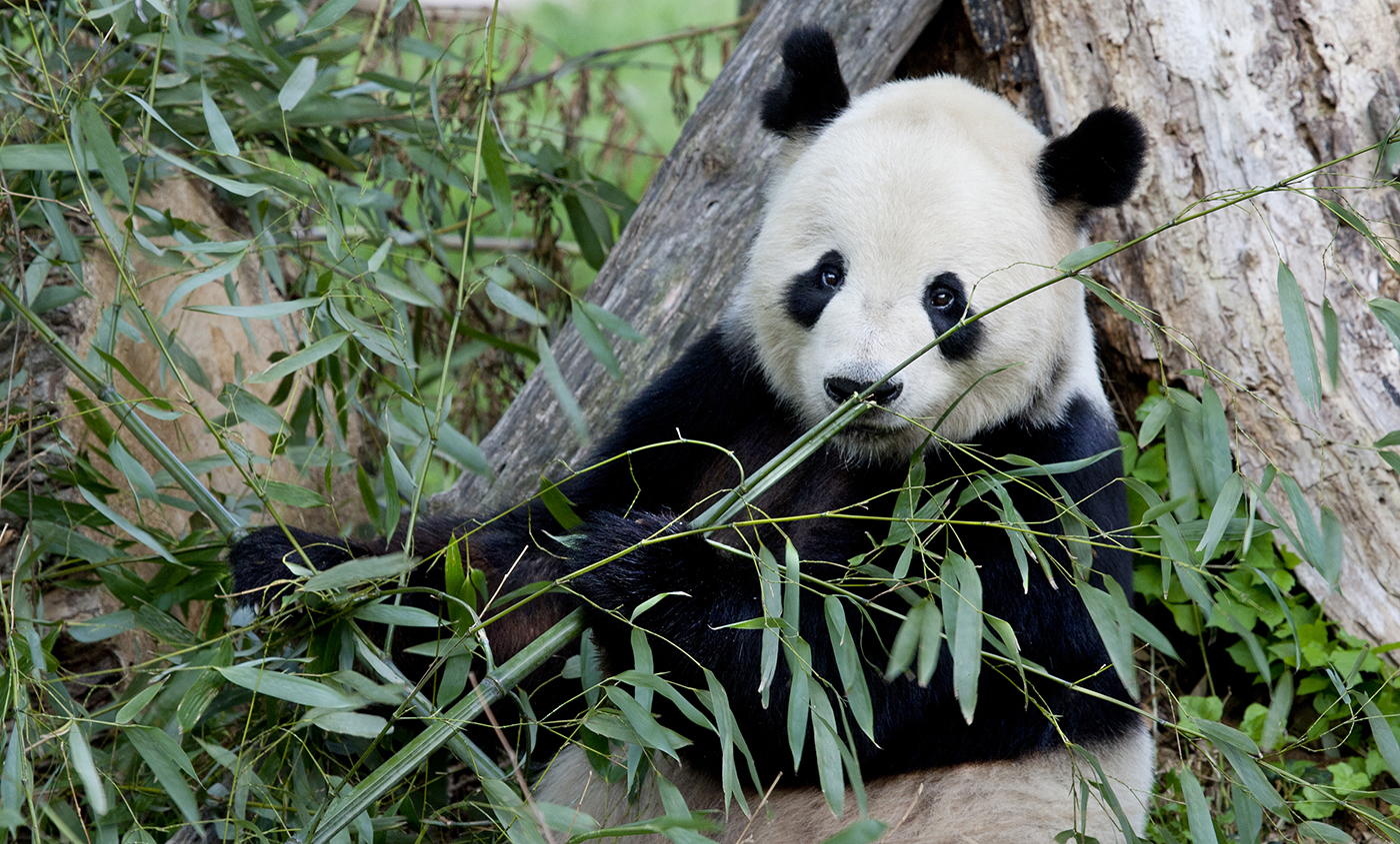 A giant panda leaning against a tree and eating bamboo