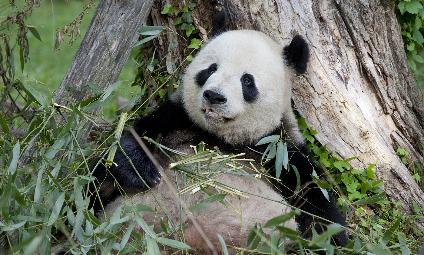 Giant panda  Smithsonian's National Zoo and Conservation Biology