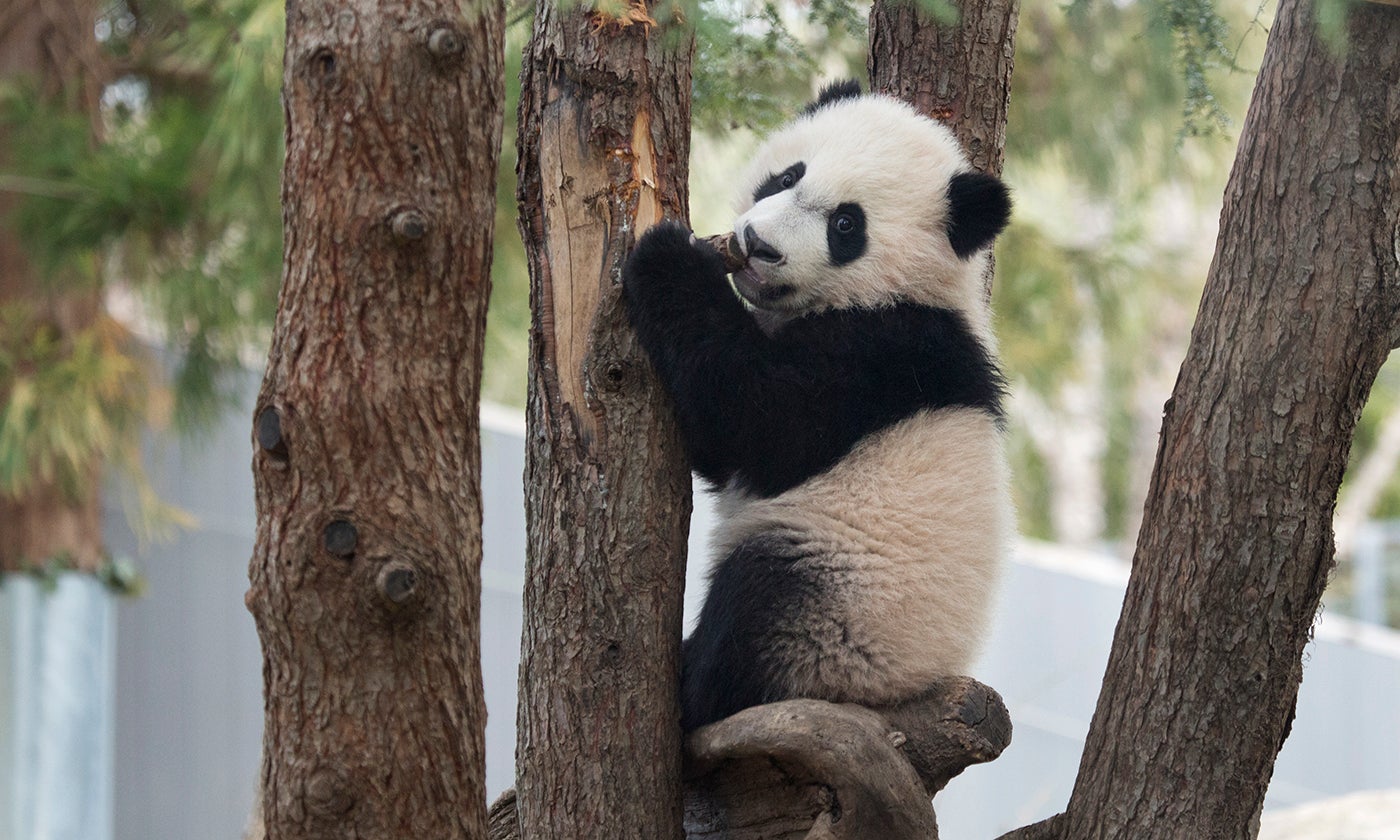 giant panda facts