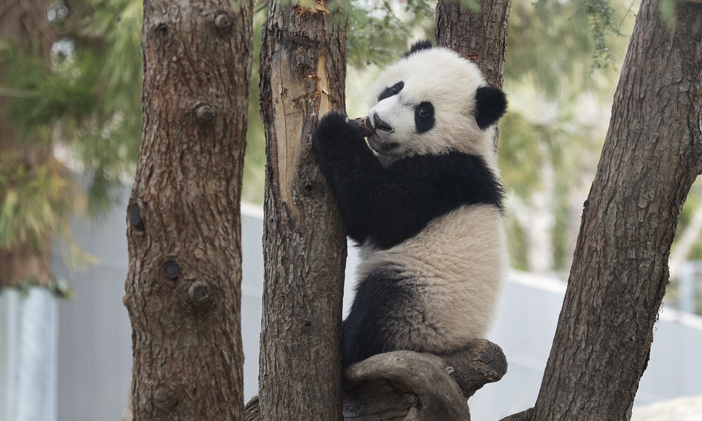 Giant Panda Conservation | Smithsonian's National Zoo