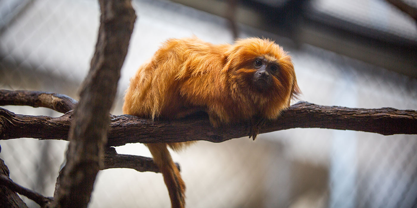 Golden Lion Tamarin - Denver Zoo