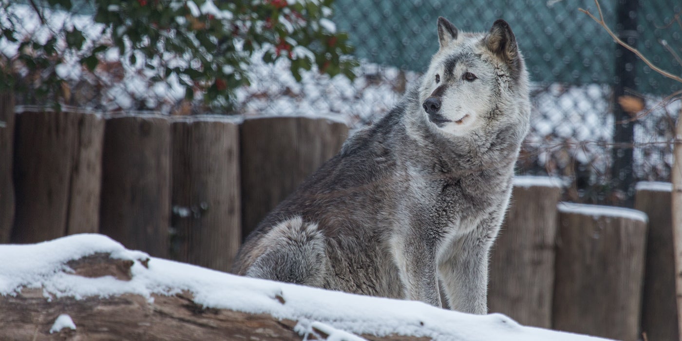 Gray Wolf Smithsonian S National Zoo