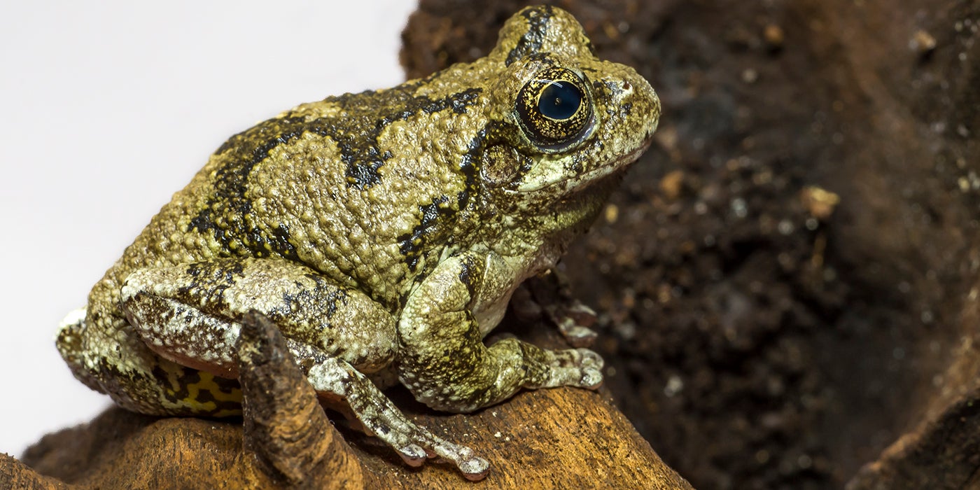 How Long Do Gray Tree Frogs Live? 