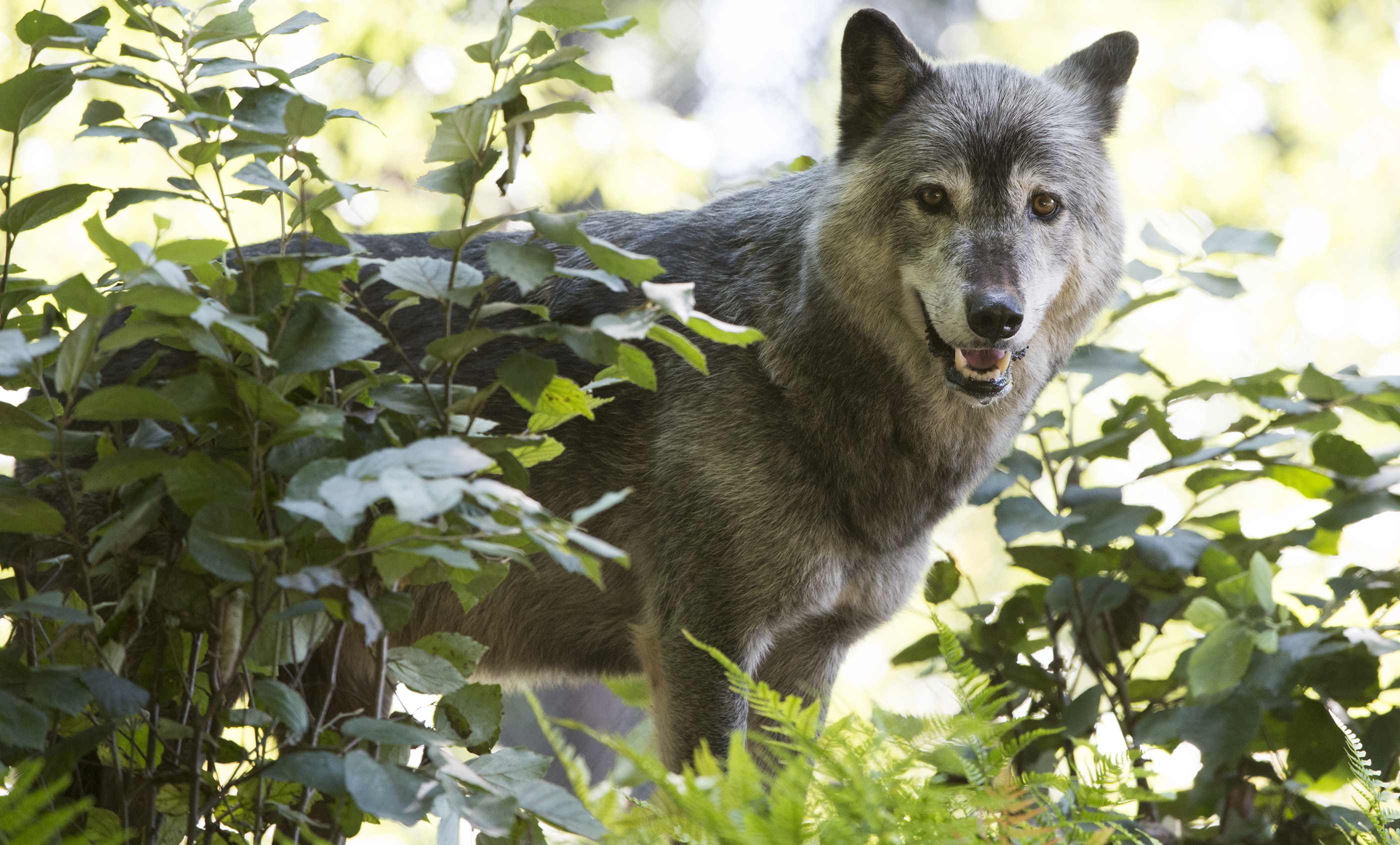 wolf play breeding