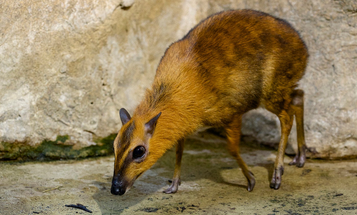 Larger Malay mouse-deer | Smithsonian's National Zoo