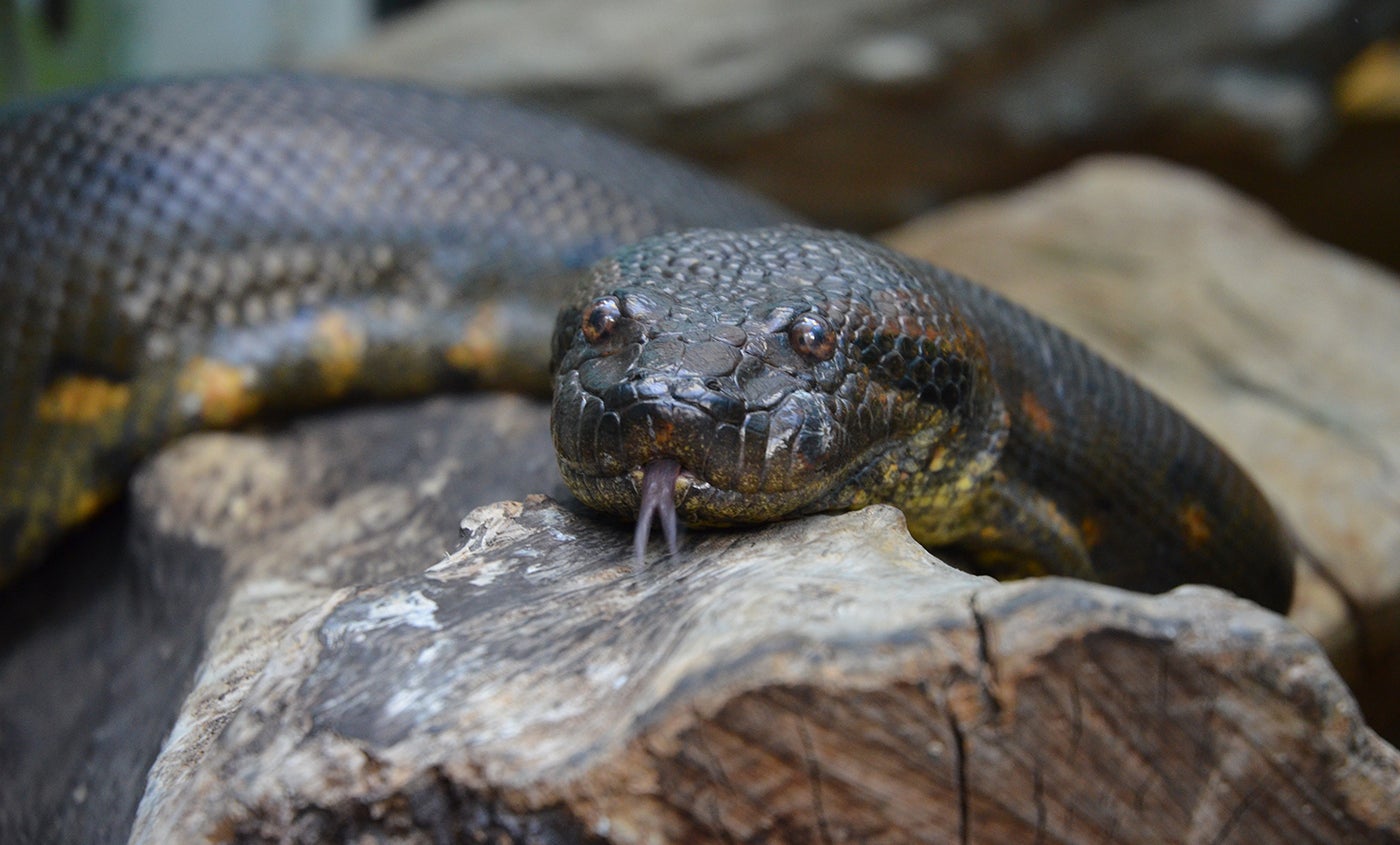 Green anaconda | Smithsonian's National Zoo