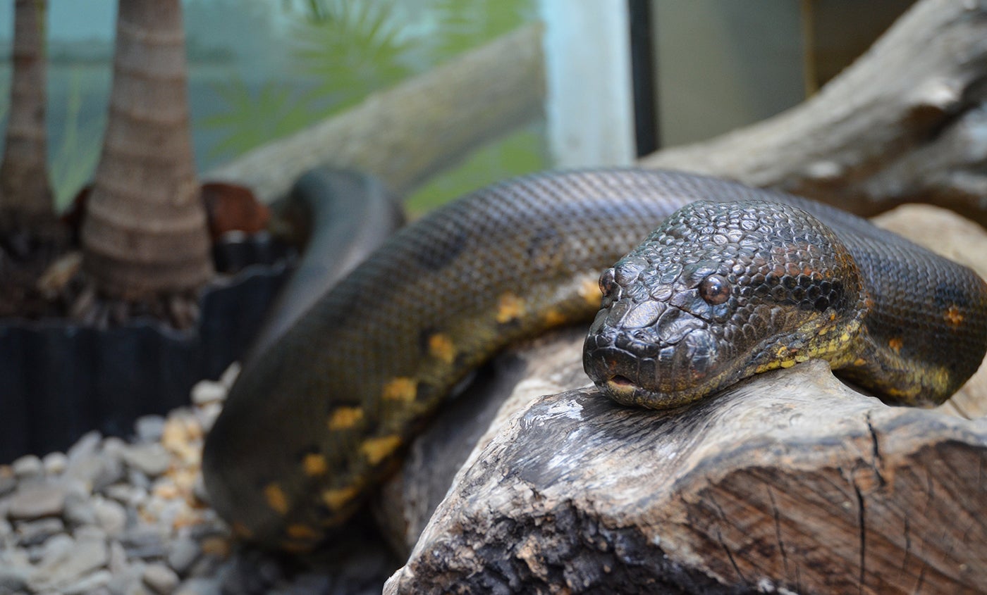 Green Anaconda Smithsonian S National Zoo