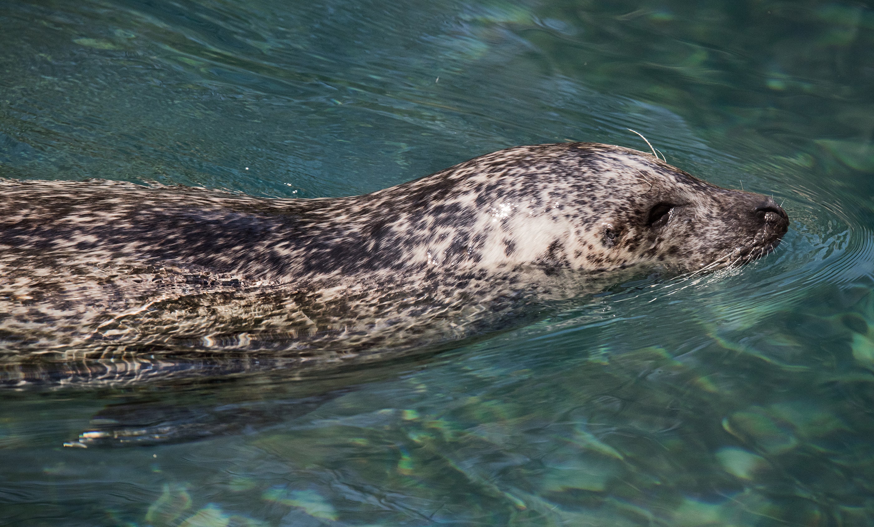 a harbor seal swimming through the water