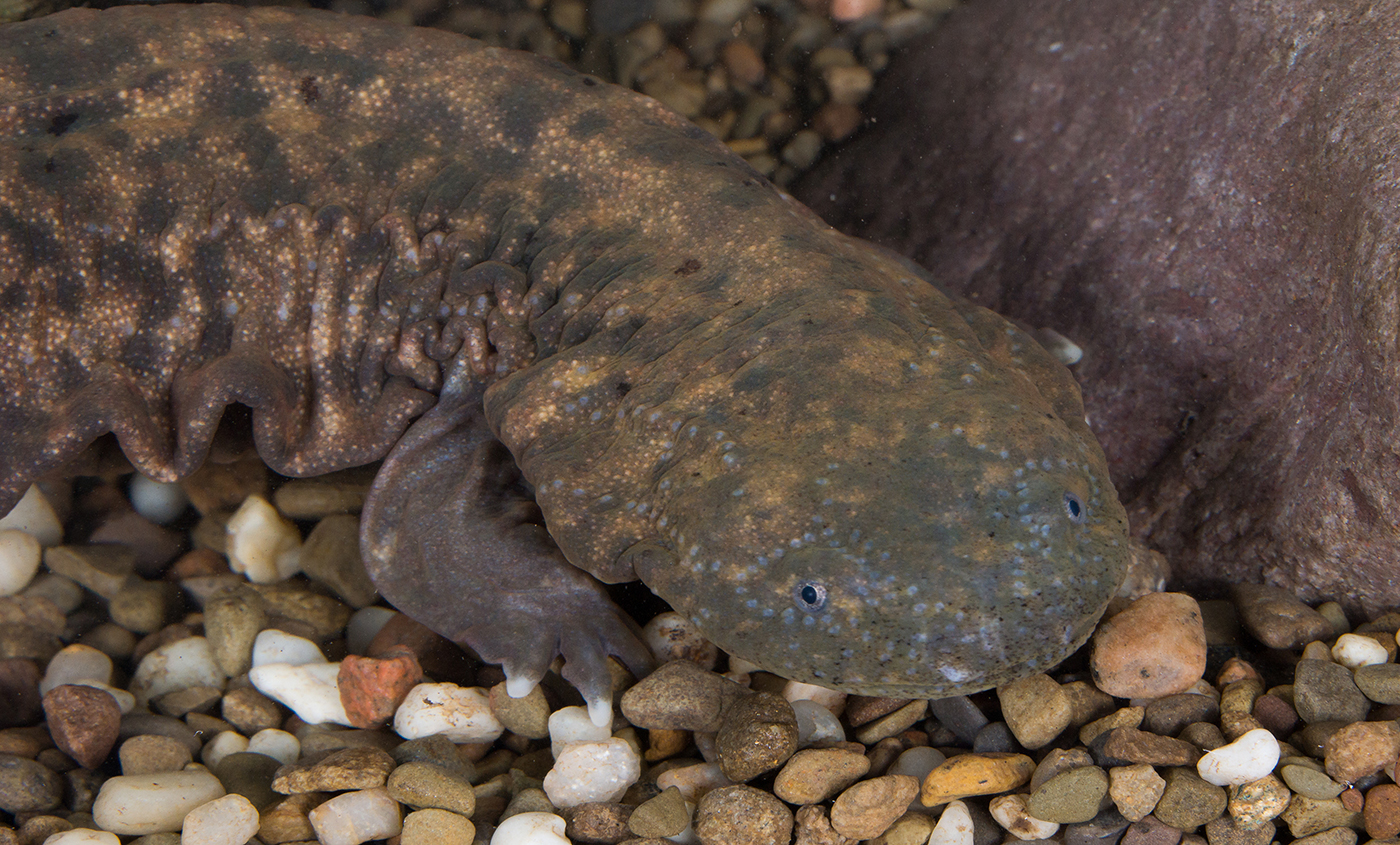 Hellbender  Smithsonian's National Zoo and Conservation Biology Institute