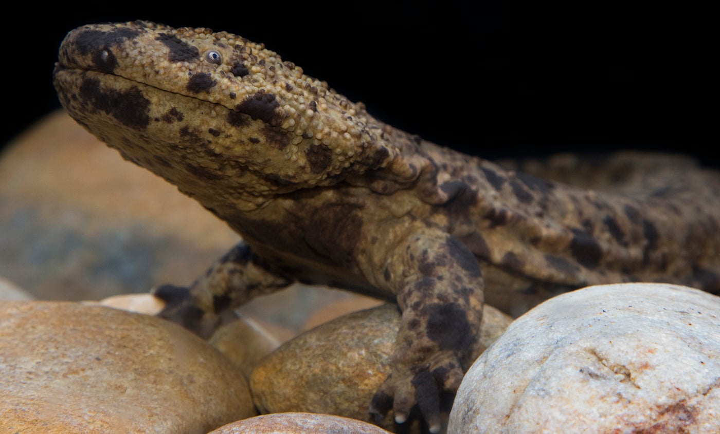 Side view of a large salamander showing the front legs
