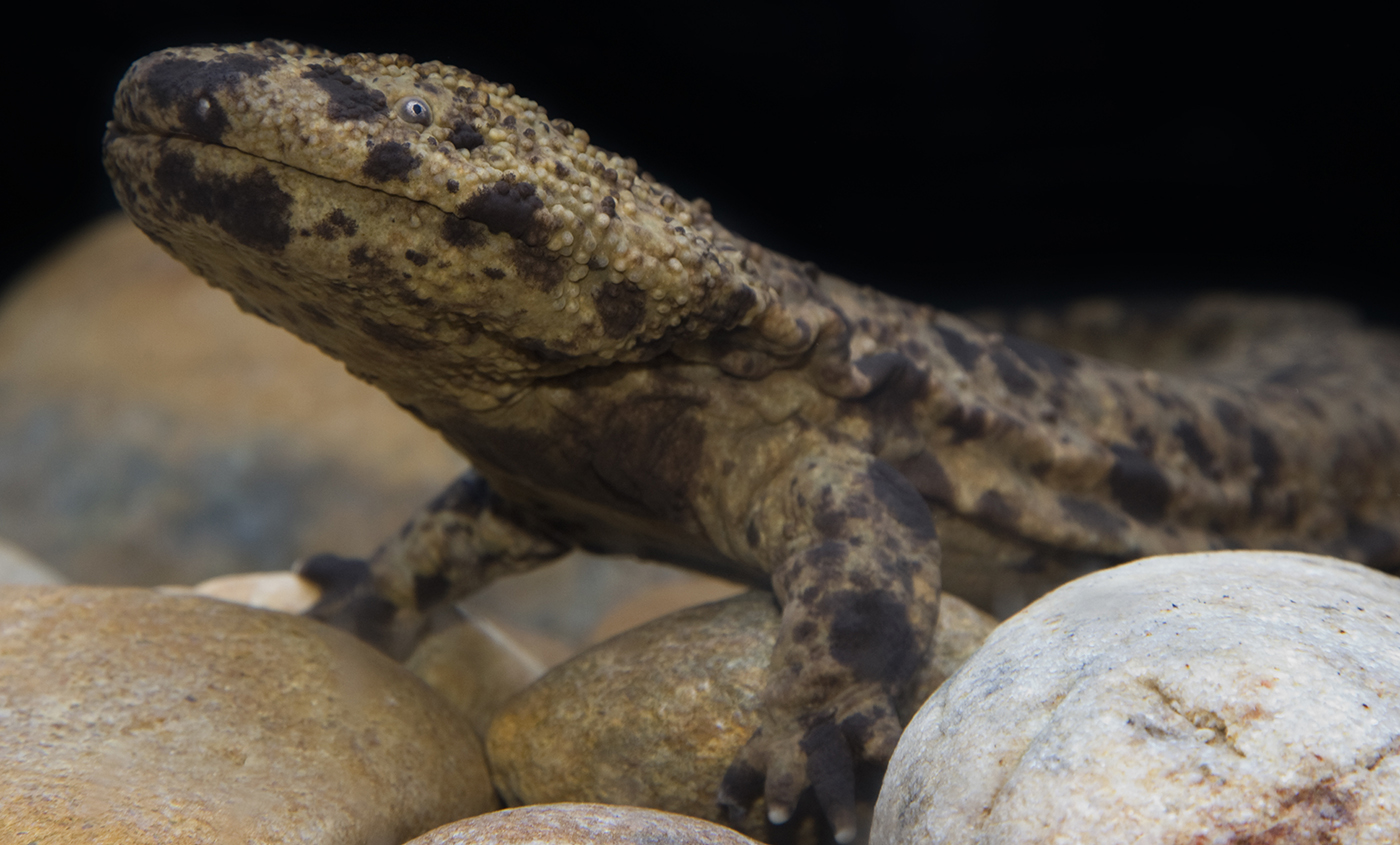 Chinese Giant Salamander is 5 Species—And They're Threatened