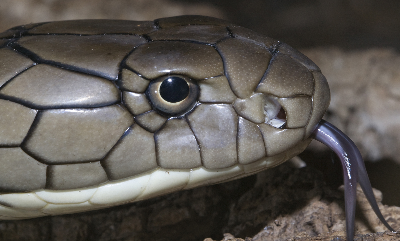 Closeup of scaly head with protruding purplish forked tongue. The pupil is black and circular and the iris is pale yellow.