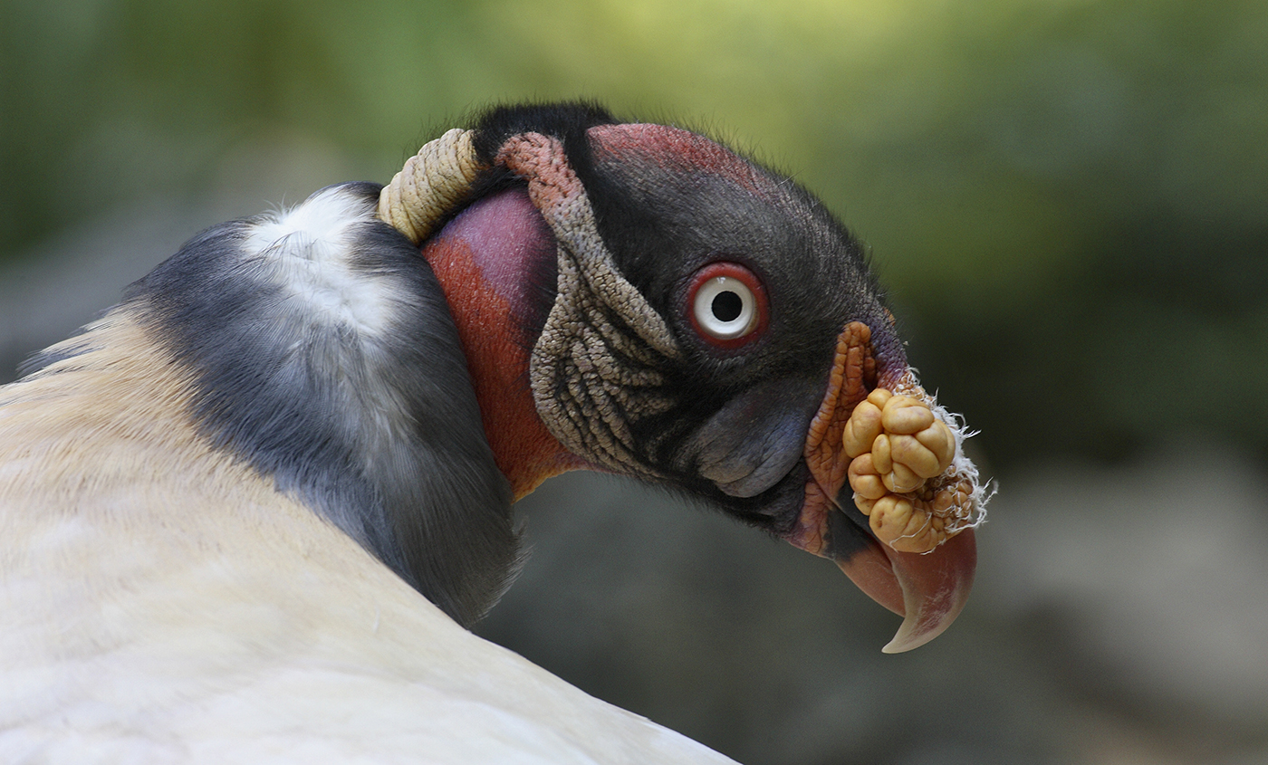 King vulture | Smithsonian's National Zoo