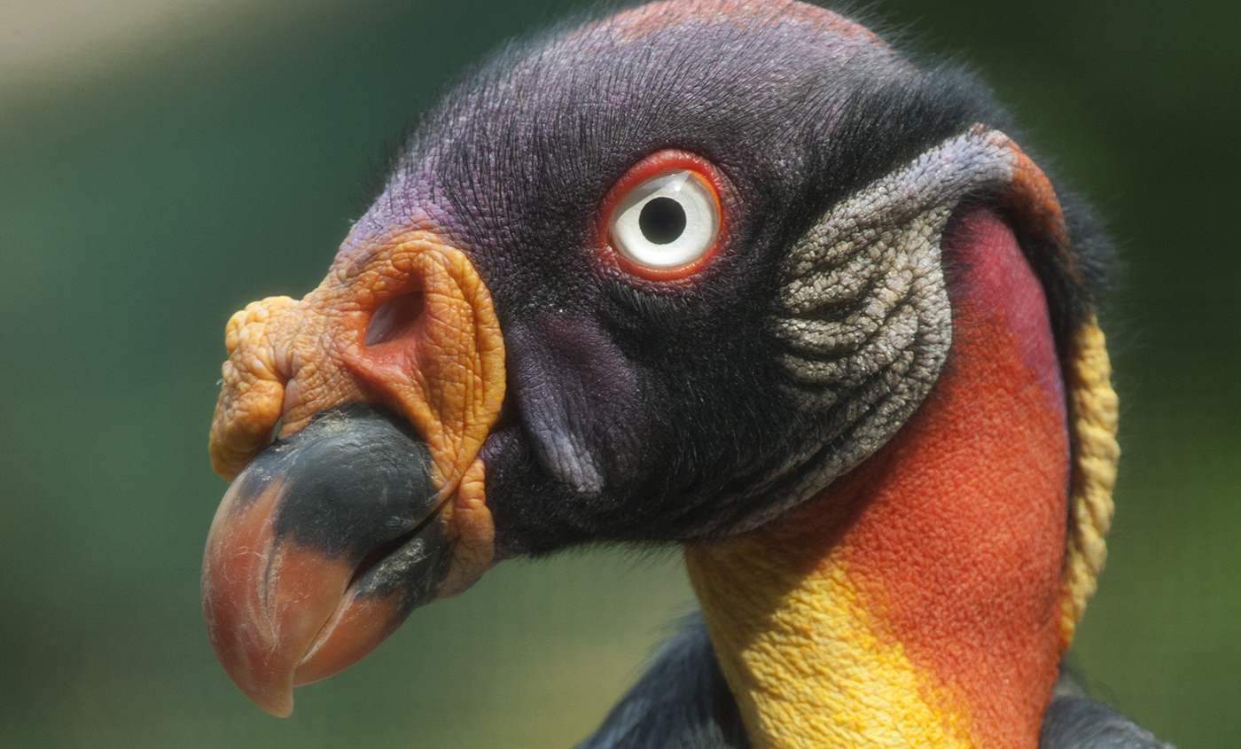 King vulture  Smithsonian's National Zoo and Conservation Biology