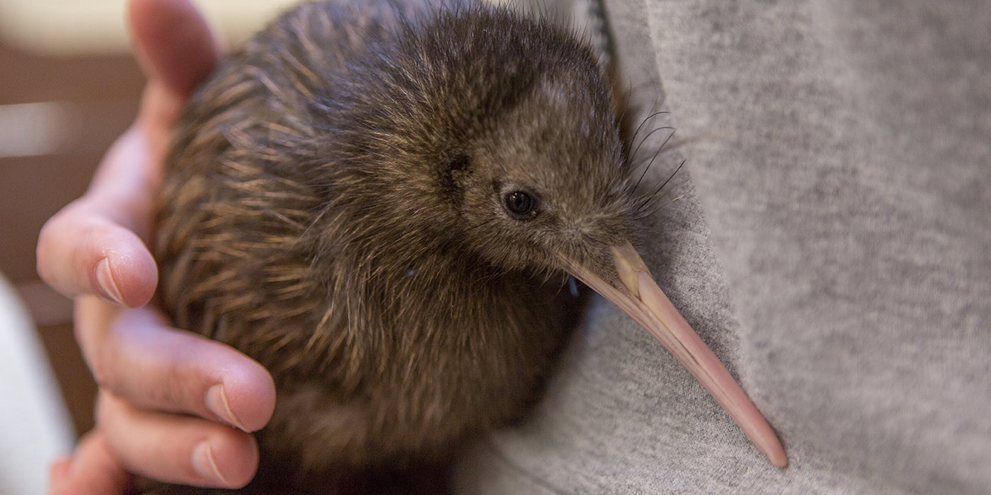 Name the Kiwi Chick! | Smithsonian's National Zoo