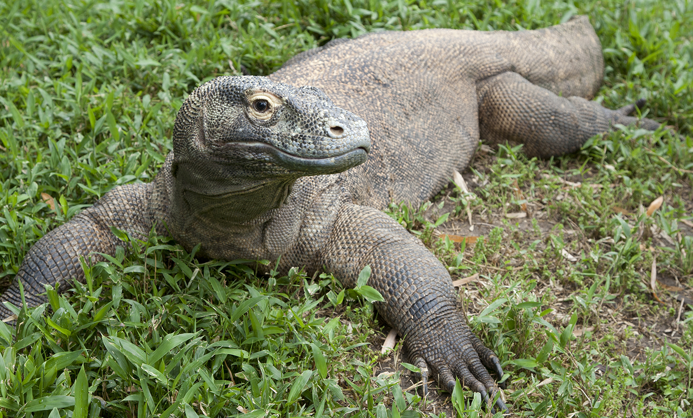 Komodo dragon | Smithsonian's National Zoo